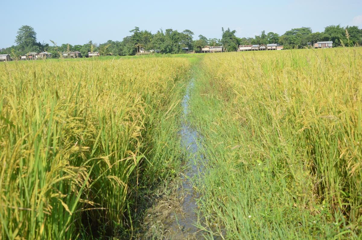 The flood-resistant variety of paddy in Majuli island, Assam. DH Photo/ Sumir Karmakar