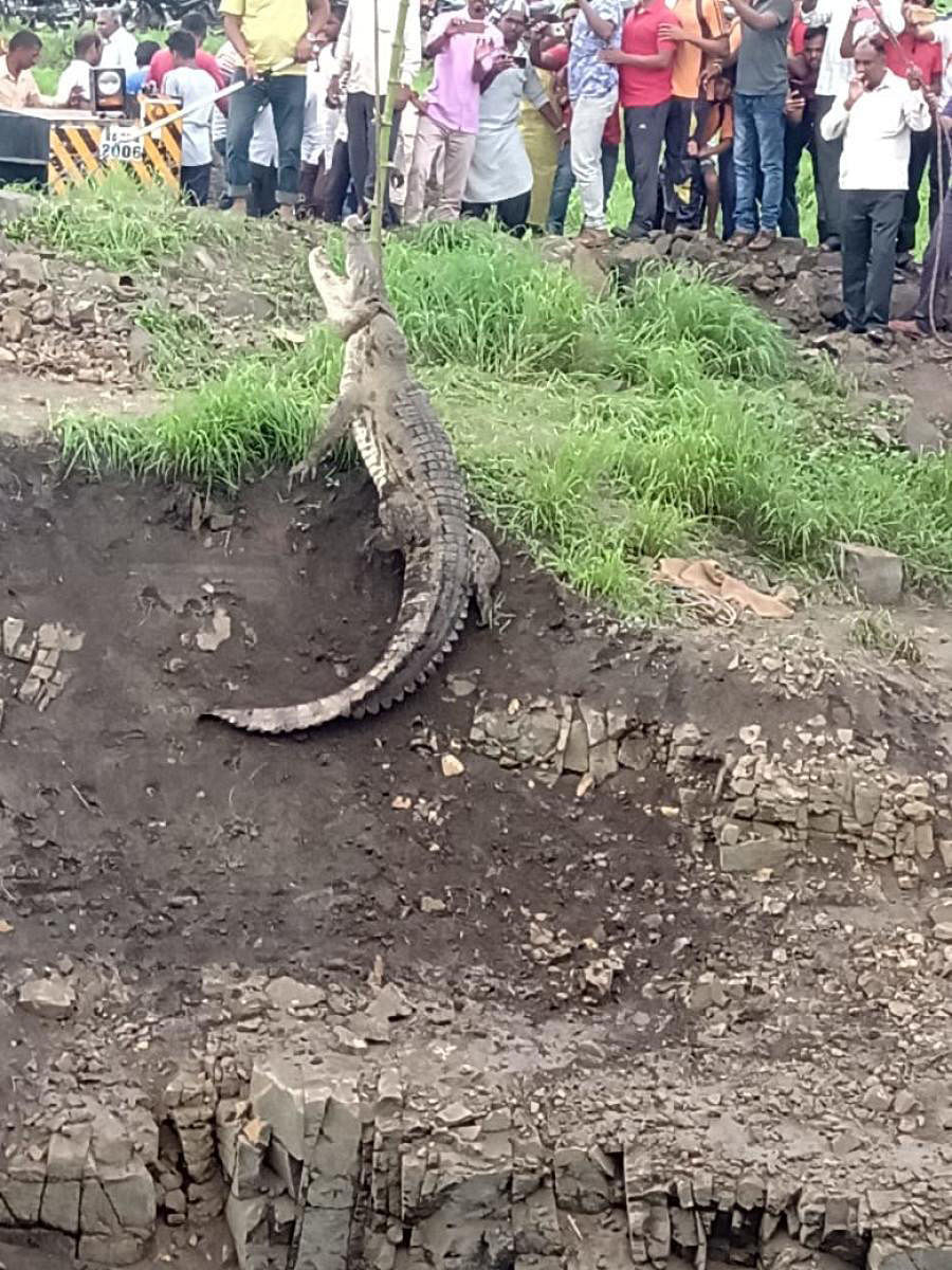 A crocodile washed away by the overflowing Vedganaga river, a few days back, was rescued from an open well at Naganur village in Belagavi district on Sunday. DH PHOTO