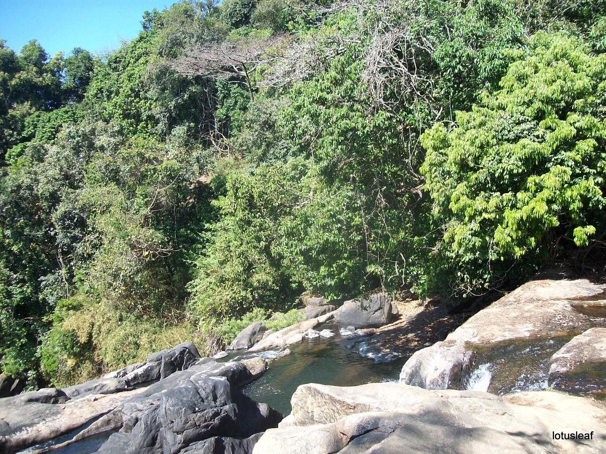 Glimpses from sacred groves in Uttara Kannada. DH Photo