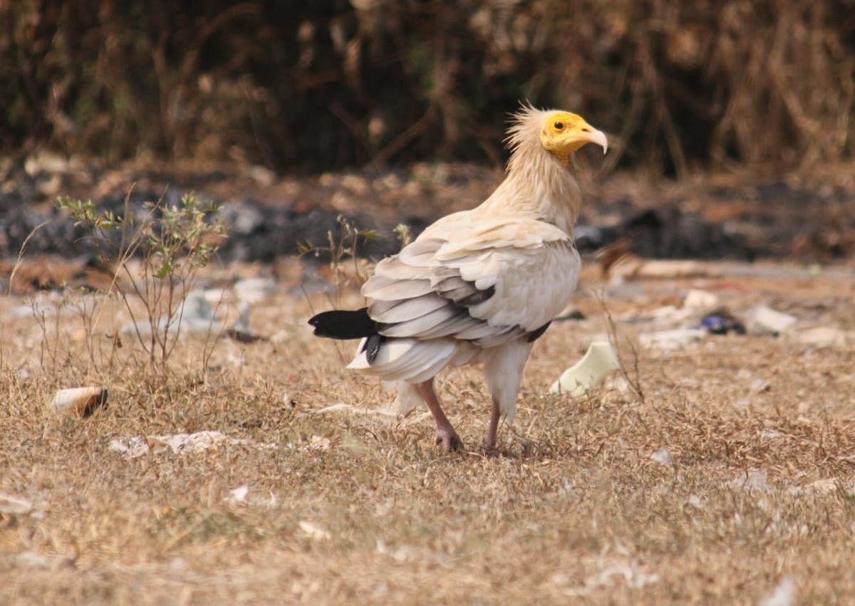 An Egyptian vulture (Photo courtesy Shashikumar B)