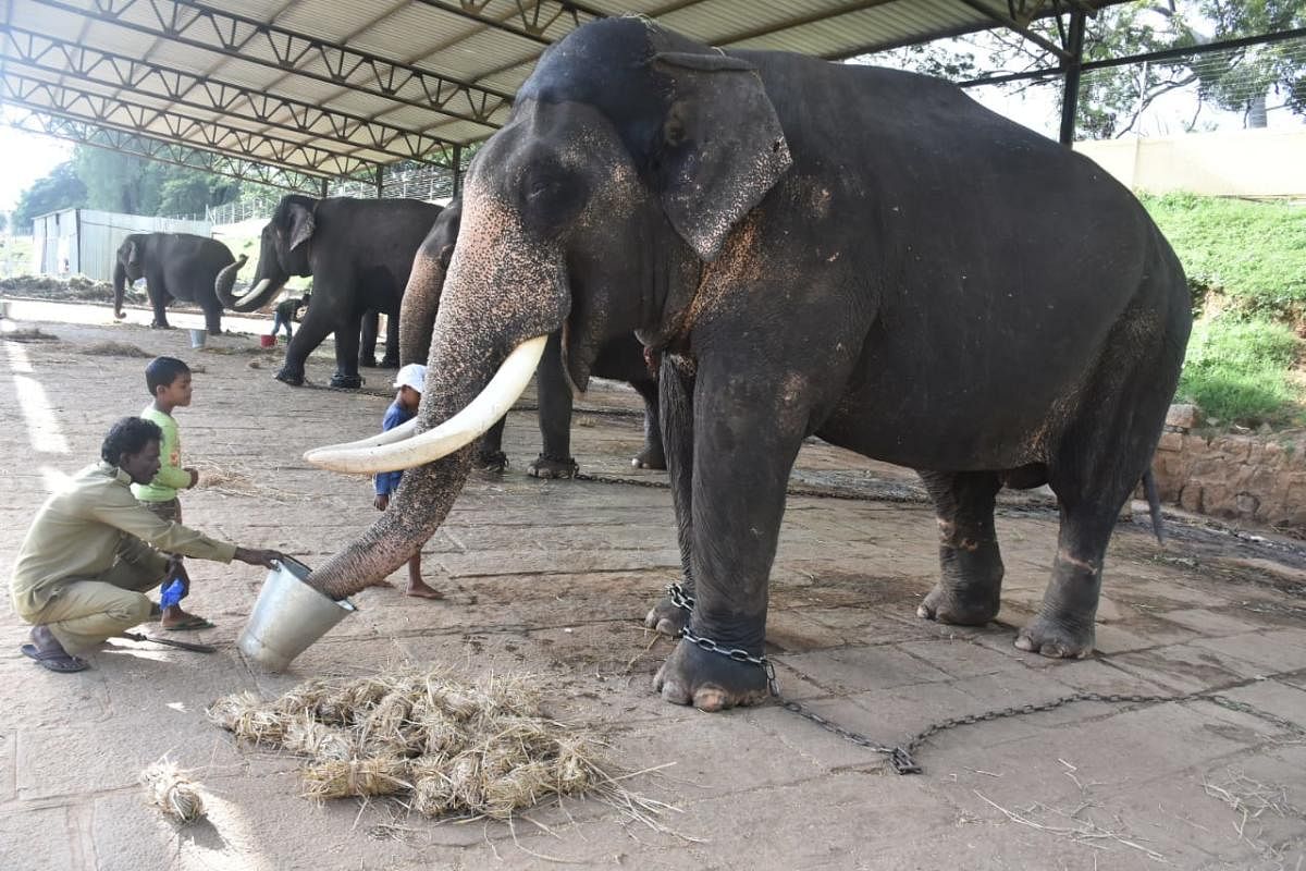 A kaavadi gives special food to a Dasara elephant on the Palace premises in Mysuru.