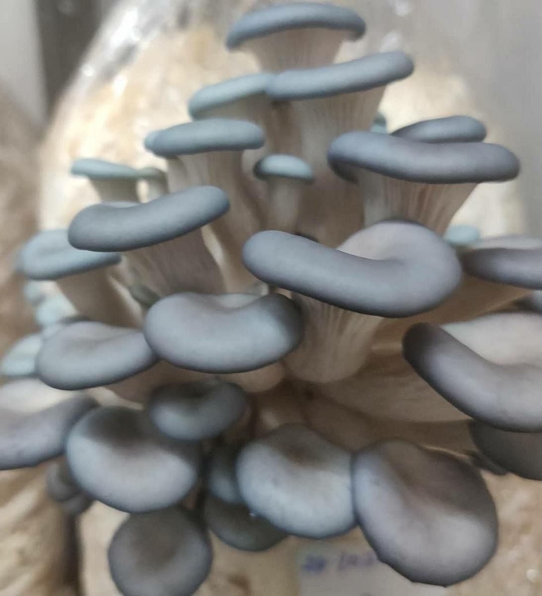 Mushroom 