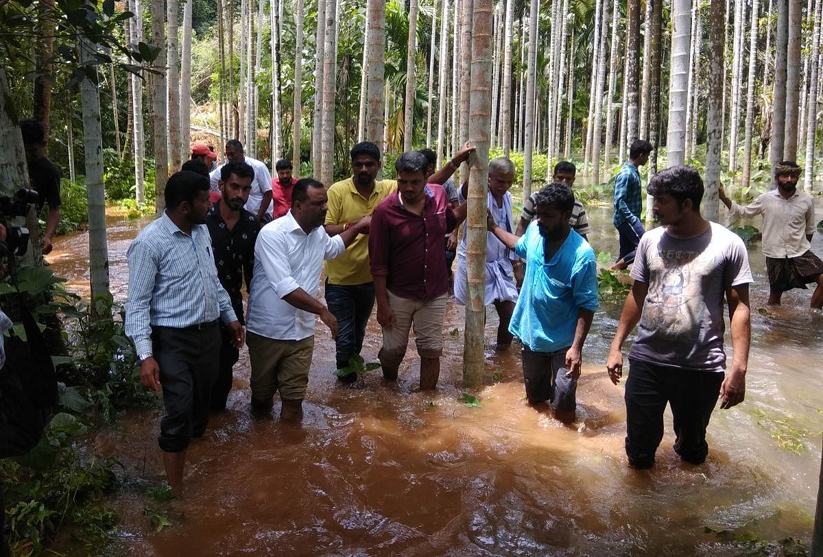 MLA U T Khader visited an inundated arecanut farm at Tadma Murai Kedagebail. 