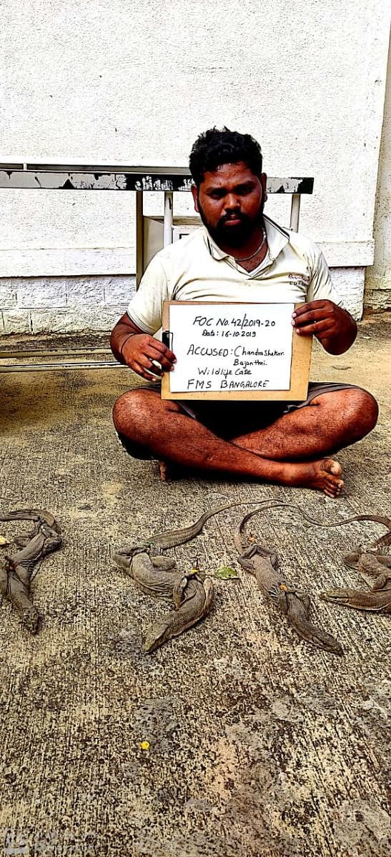 Chandrashekar K Bajanthri, 24, a native of the village of Hulimangala in Anekal taluk was arrested near his home on Oct 16, 2019, for trying to sell four live Indian Monitor lizards.