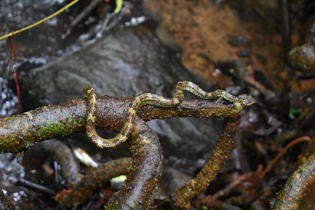 a Malabar pit viper rests on the tangled roots of a Myristica tree.