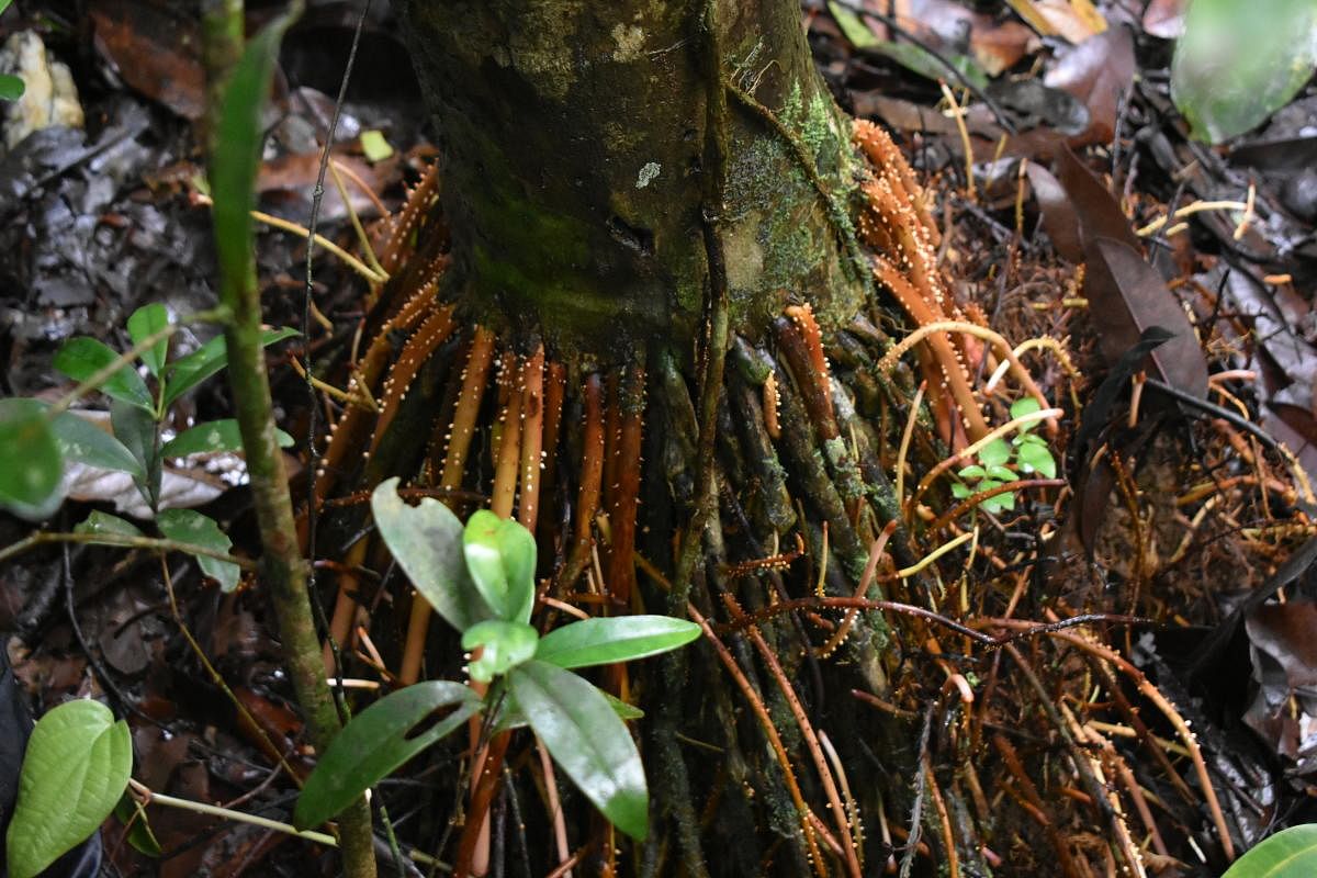  The stilt roots of a Myristica tree allow it to respire above the standing water.
