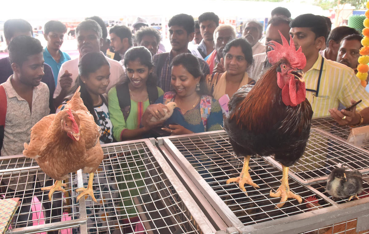 Youngsters at a stall on poultry farming.