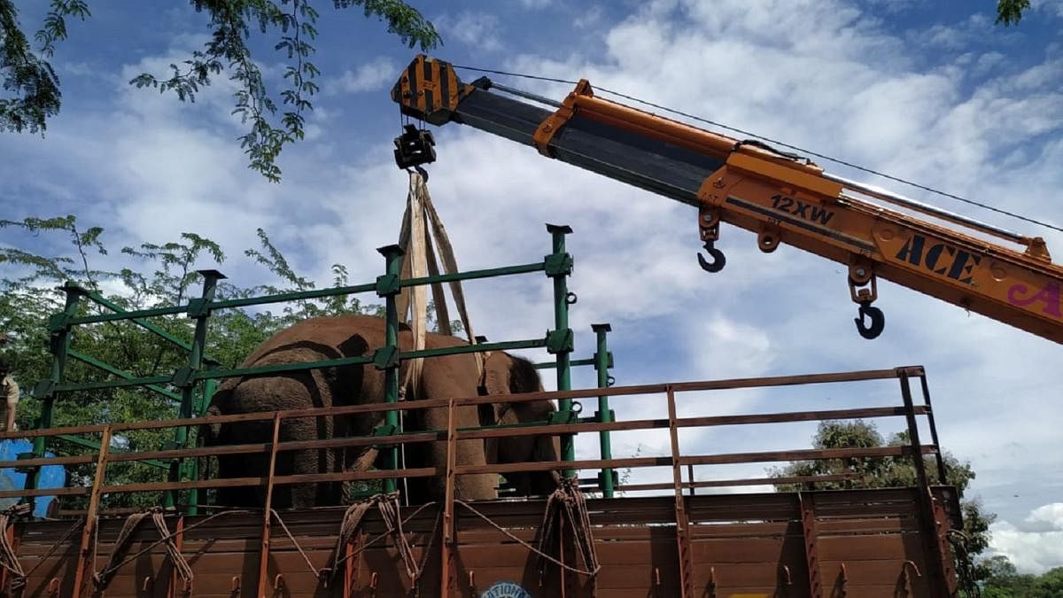 The wild elephant being shifted to a truck using a crane.
