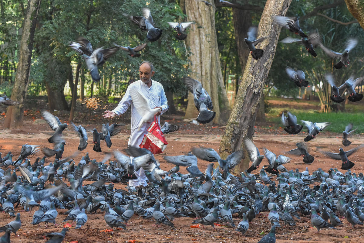 A man scatters foodgrains for pigeons in Cubbon Park, Bengaluru. DH Photo by S K Dinesh 