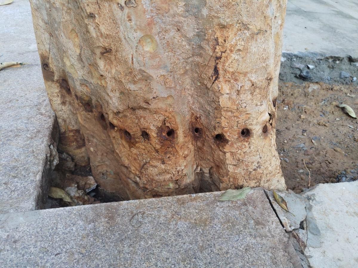 Holes drilled into the base of the 15-year-old Arjun tree standing at Panchasheela Block in BEML Layout 3rd Stage, RR Nagar. An inspection by residents and BBMP officials determined that mercury (a poison) had been injected into the holes. Photo take on N