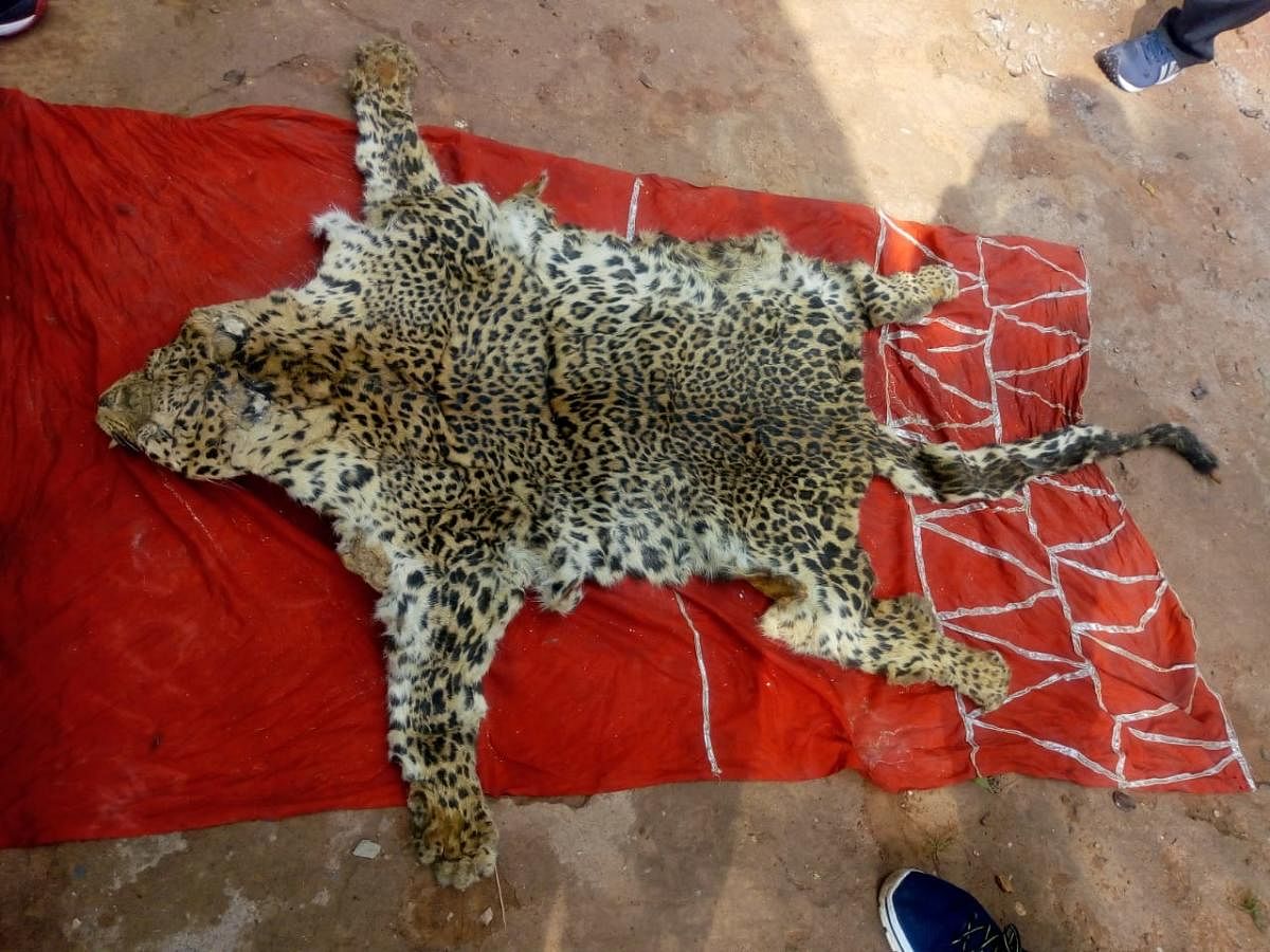 The leopard skin recovered by the officials. PIC COURTESY OF NGO TRAFFIC