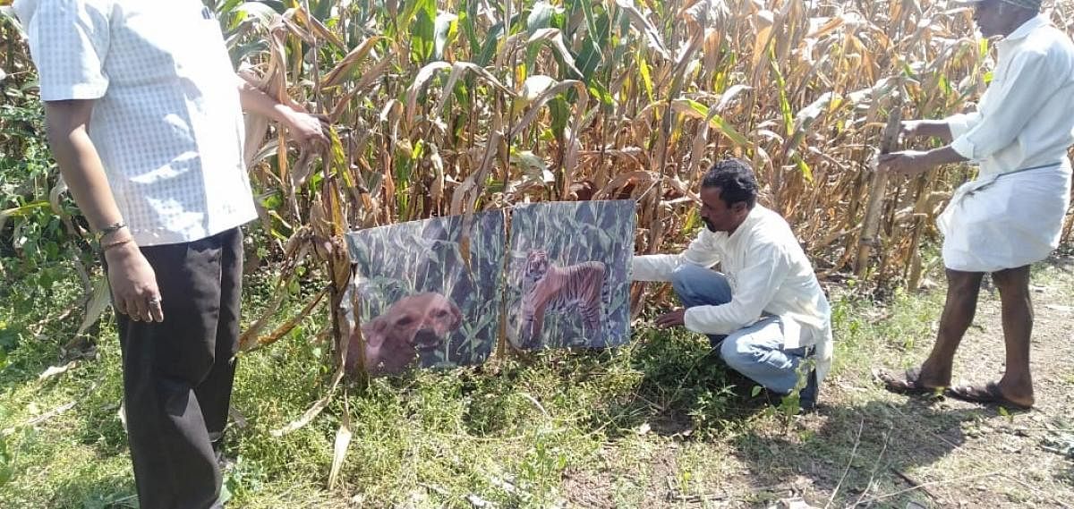 Tiger, dog portraits in a maize field in Sorab taluk, Shivamogga district.