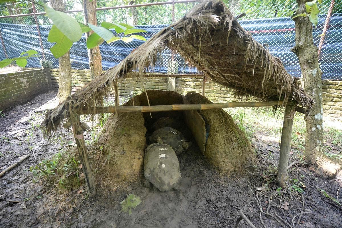 Asian giant tortoises take shelter at the Turtle Conservation Centre at a forest reserve in Rajendrapur, some 40 kilometres (25 miles) north of capital Dhaka. (Photo by AFP)