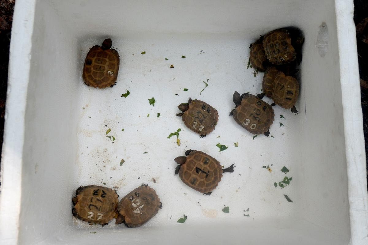 The newly hatched tortoises take their first steps in a small box, their feet barely visible under bony shells. These little giants -- among 41 babies born to several Asian Forest Tortoises brought together at a conservation park in Bangladesh -- carry the weight of their species on their backs. (Photo by AFP)