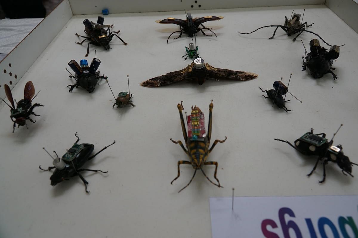 A collection of insects with electrodes and cameras attached is displayed at an insect exhibition at GKVK on Sunday. The setup reflects studies in International Institutes where insects are used to serve as drones for surveillance and rescue work. DH phot