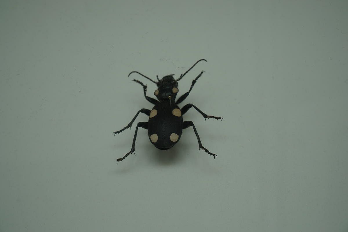 A six-spotted beetle, which was once profuse in the city, but has since gone extinct in urban environments, on display at an insect exhibition at GKVK on Sunday.