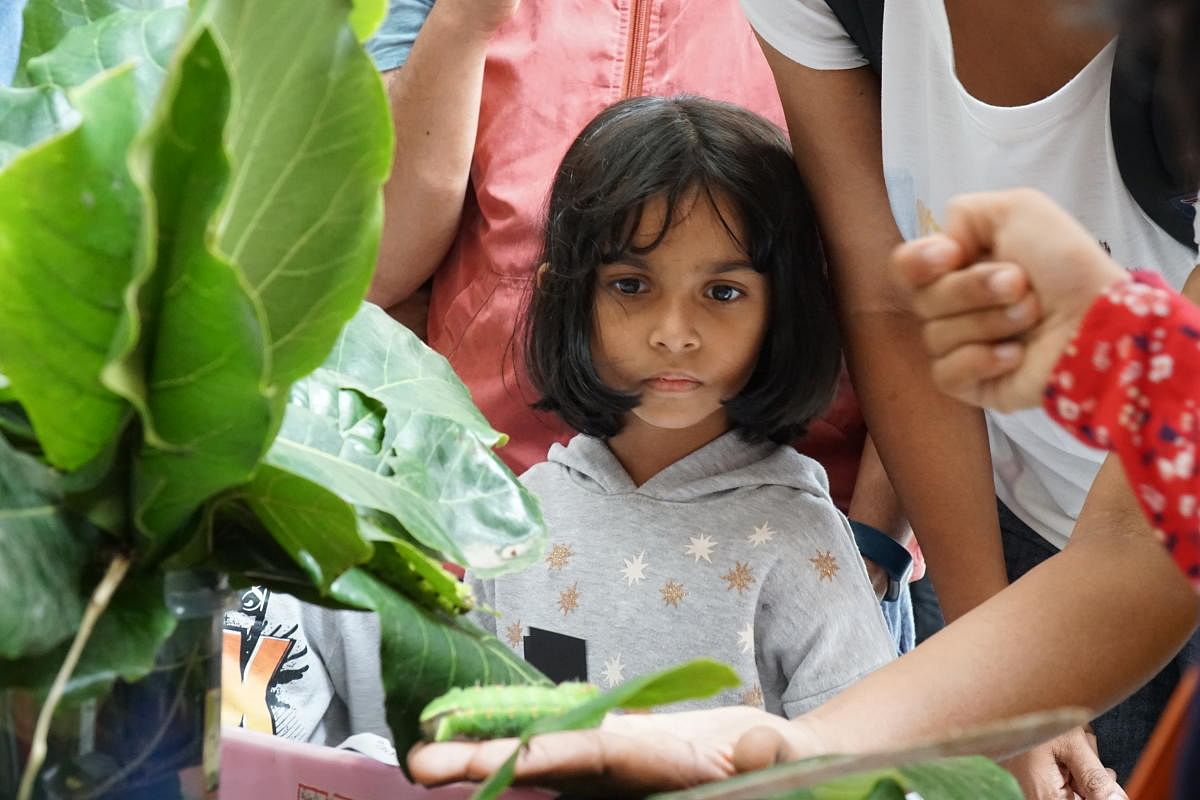A girl stares at a Tussar silkworm at an insect exhibition at GKVK on Sunday. (Below) A collection of insects with electrodes and cameras attached displayed at the exhibition. The setup reflects studies in international institutes where insects are used t