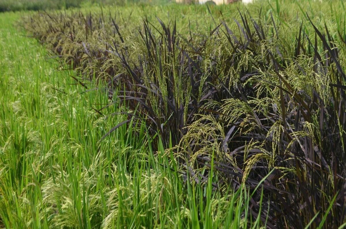 Najarabad variety of black paddy 