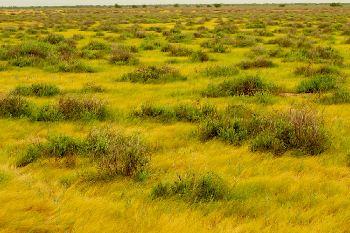 Banni grasslands 