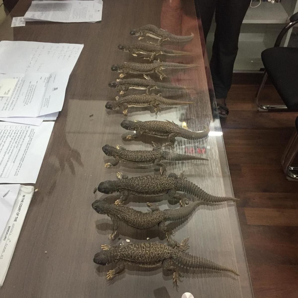 Ten spiny-tailed lizards endemic to the deserts of Rajasthan were found in a bag which Koramangala police believe was destined for Hosur. Police said that animals were to be killed to create aphrodisiacs. PIC COURTESY: POLICE