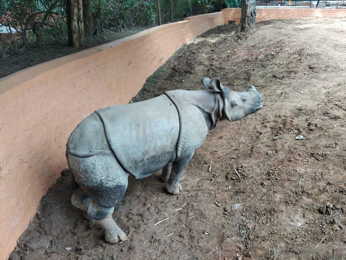Rhinoceros 
