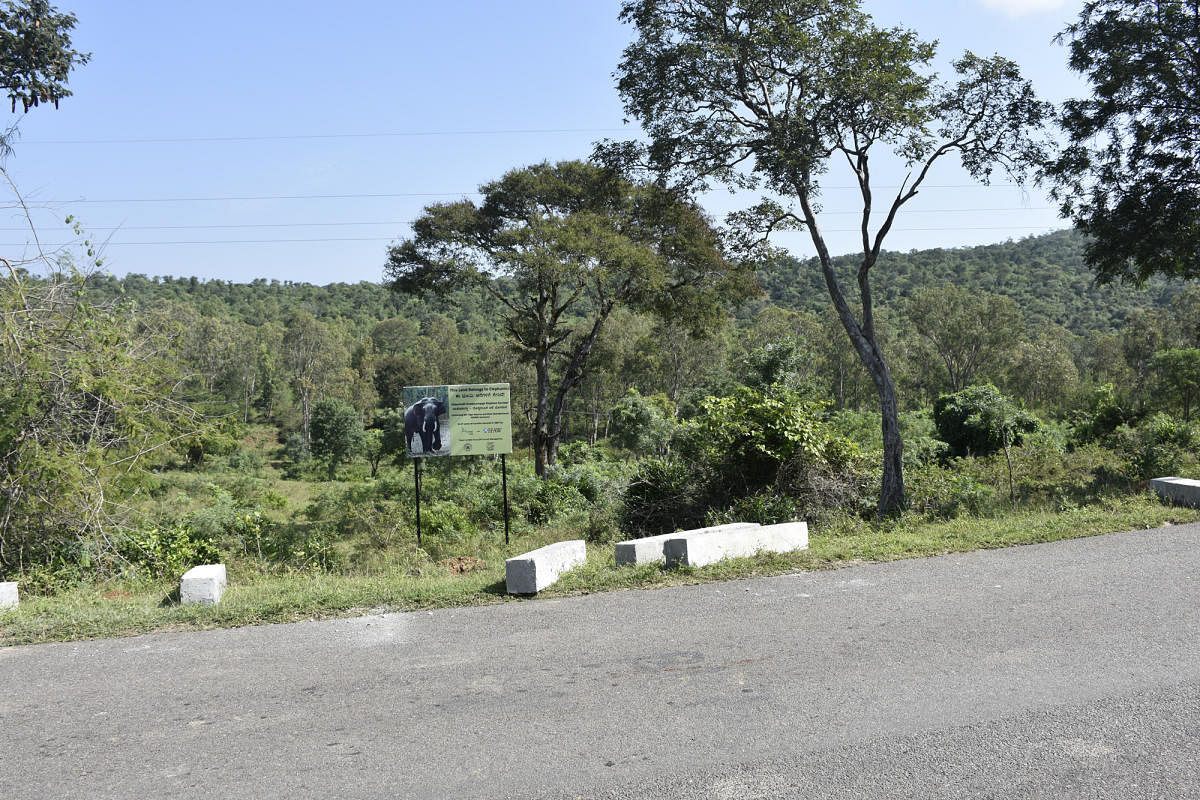 PWD's cement pillars lie on the road at Boredaddi, a settlement near Budipadaga in Kollegal taluk.