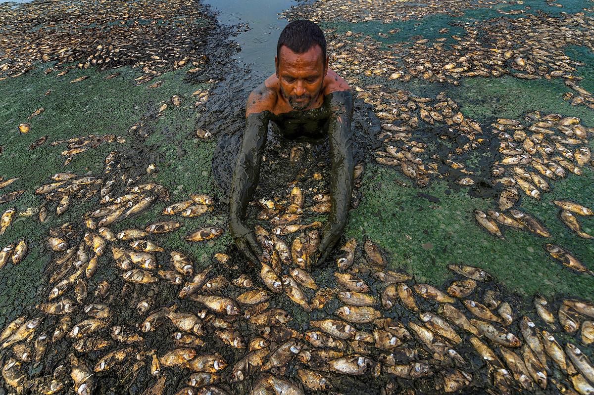 **YEARENDERS 2019: @ptiphotos MOST LIKED INSTAGRAM PICTURES BY VIEWERS** Chennai: A man shows fish that are believed to have died in the drying Lake Thiruneermalai due to lack of rainfall, in Chennai, Friday, June 7, 2019. (PTI Photo/R Senthil Kumar)(PTI6