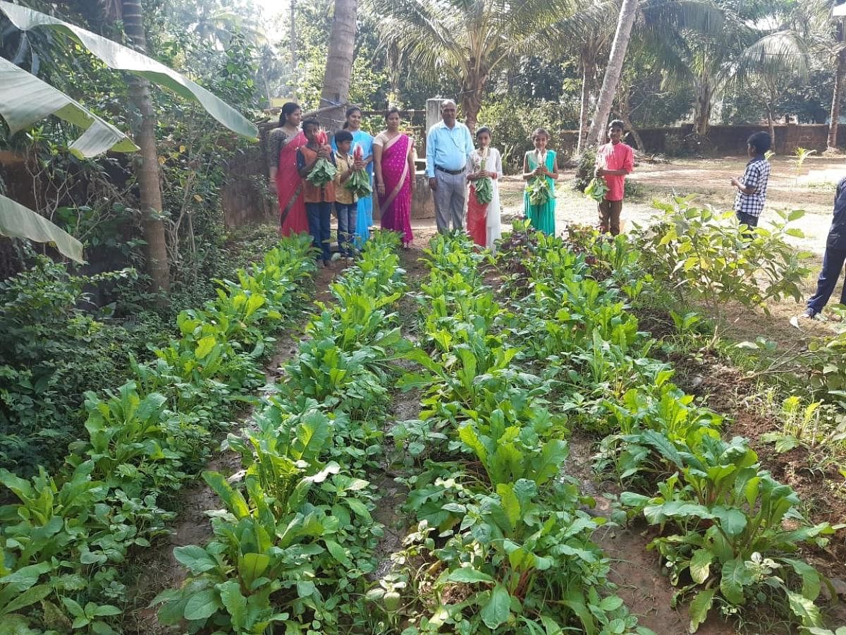Students and teachers at a kitchen garden developed by them at Government High School at Ajjarani in Sirsi taluk.