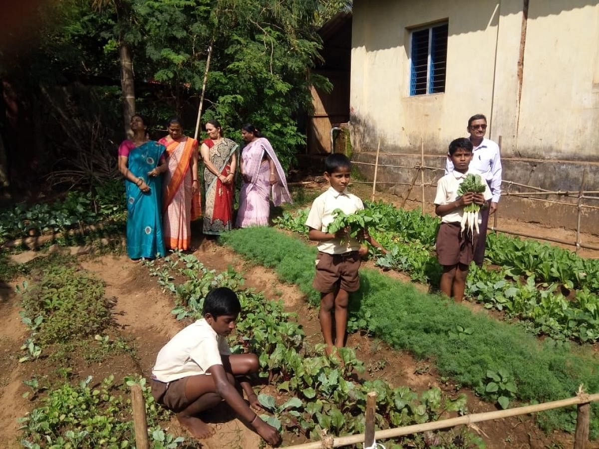 Students plucking green vegetables from the kitchen garden developed by them in Sirsi.