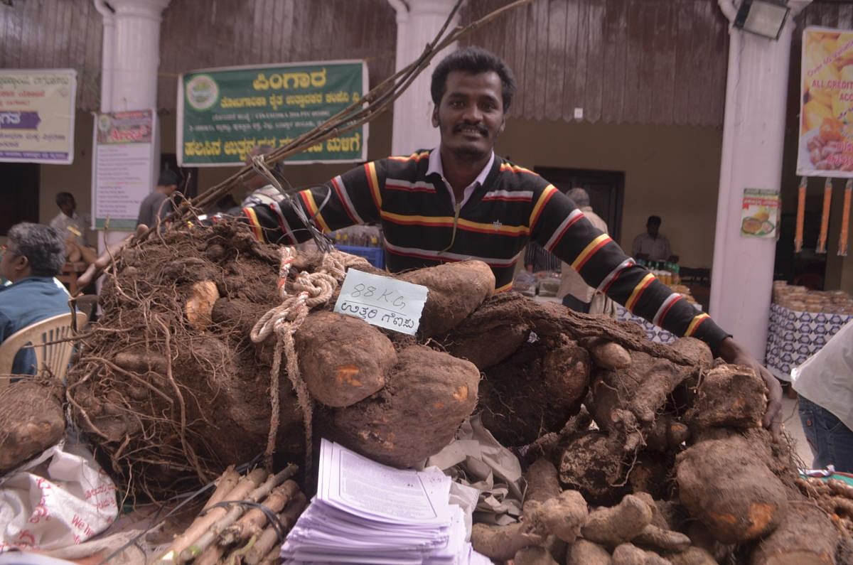 Chodekatte Tammaiah, from Hunsur taluk, shows off uttari gedde weighing 88 kg at the Mysuru Roots and Tuber Mela.