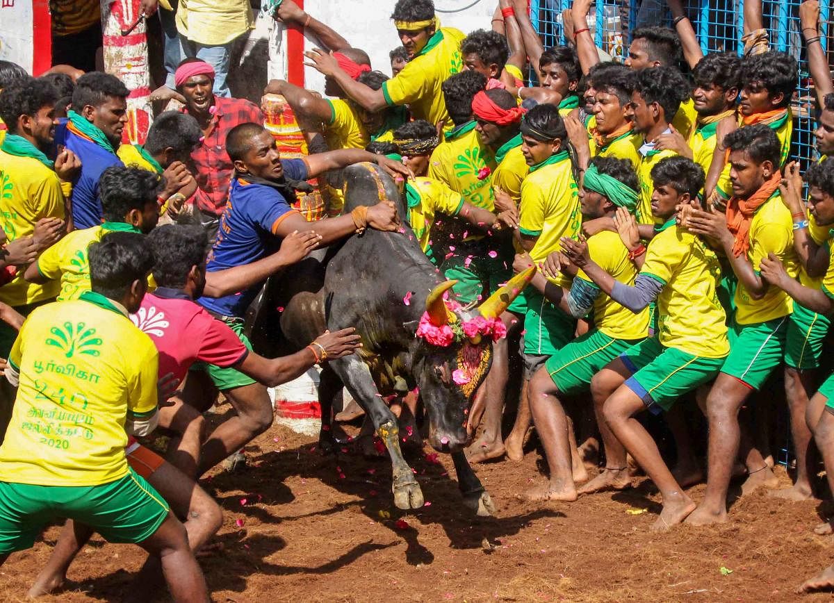 Yougsters try to tame a bull during Avaniyapuram Jallikattu in Madurai, Wednesday, Jan. 15, 2020. (PTI Photo)