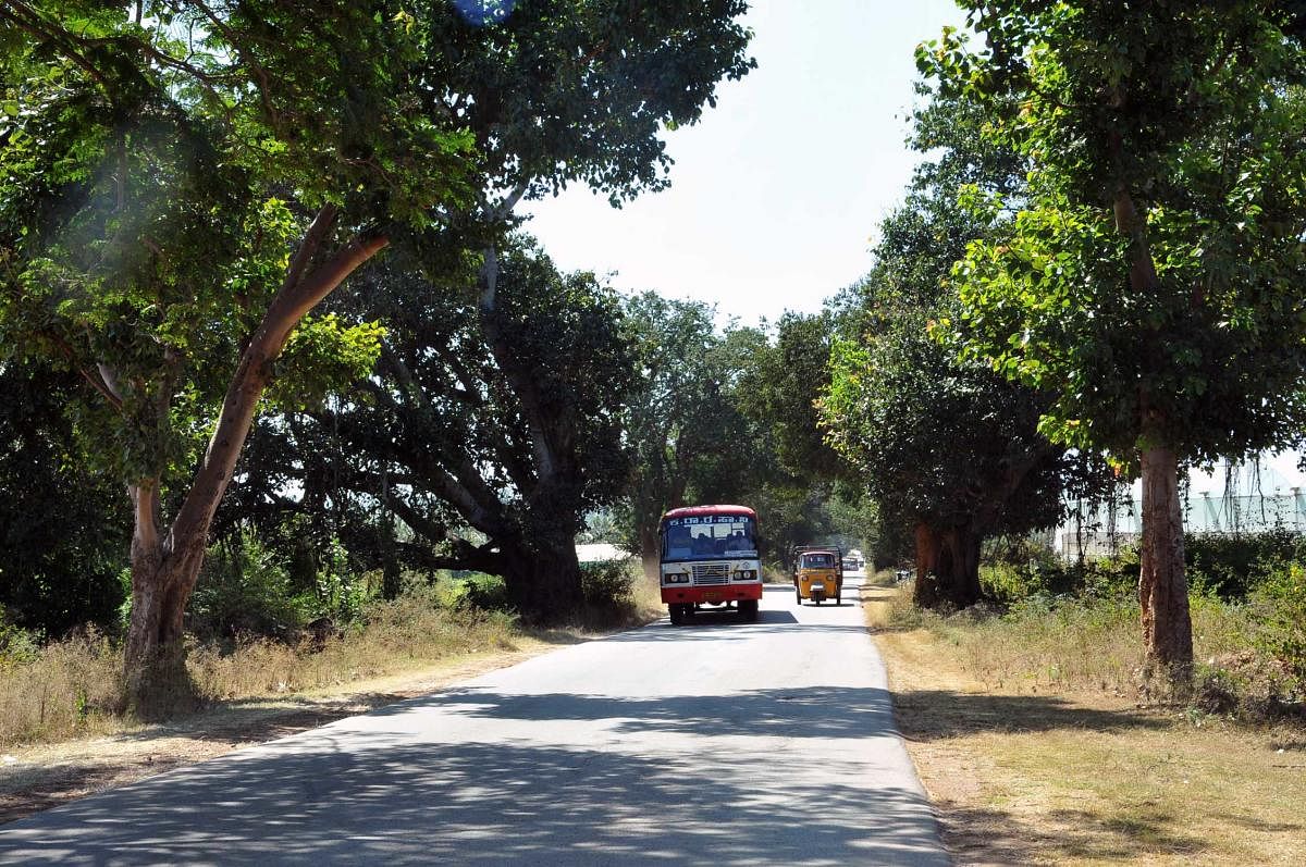 The trees on either sides of K M Road. DH Photos/A N Murthy