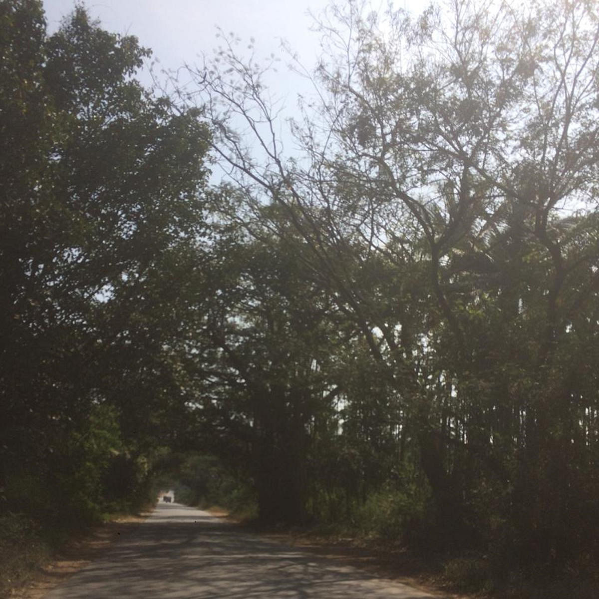 Trees on National Highway-206 passing through Bettadahalli in Terikere taluk in Chikkamagaluru.