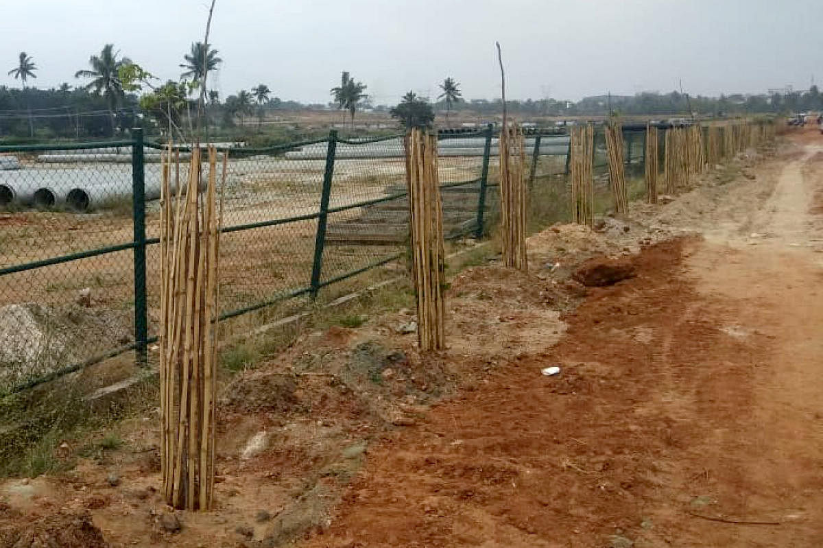 Saplings planted at the newly formed NPKL by the Bangalore Development Authority. Special arrangement