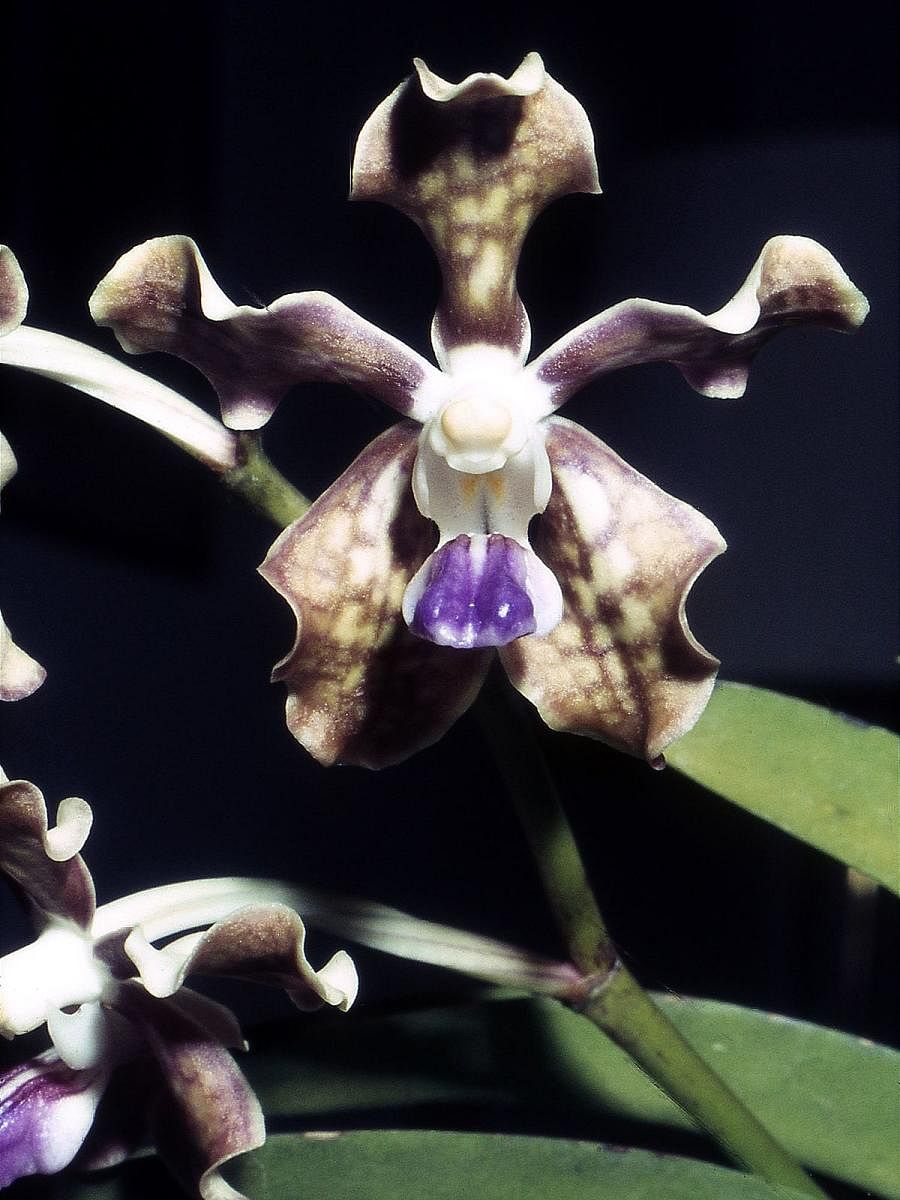 In the Rig Veda and Atharva Veda, Rasna (Vanda tessellata) has been mentioned as medicinally important.