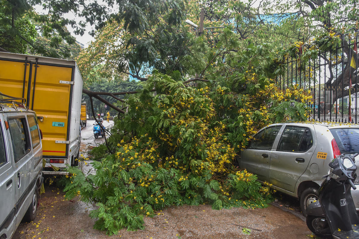 A tree branch fell on a car on KG Road after heavy rains lashed the central parts of the city. DH photo/S K Dinesh 