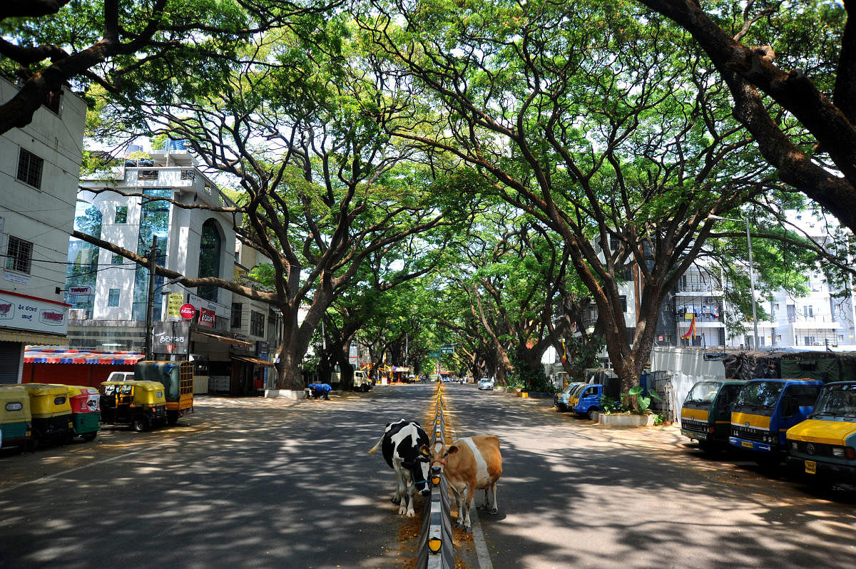 Cows occupy the road near NR Colony, Bengaluru on Friday as vehicles stay off road due to the on-going lockdown to curb COIVD-19. DH Photo/ Pushkar V