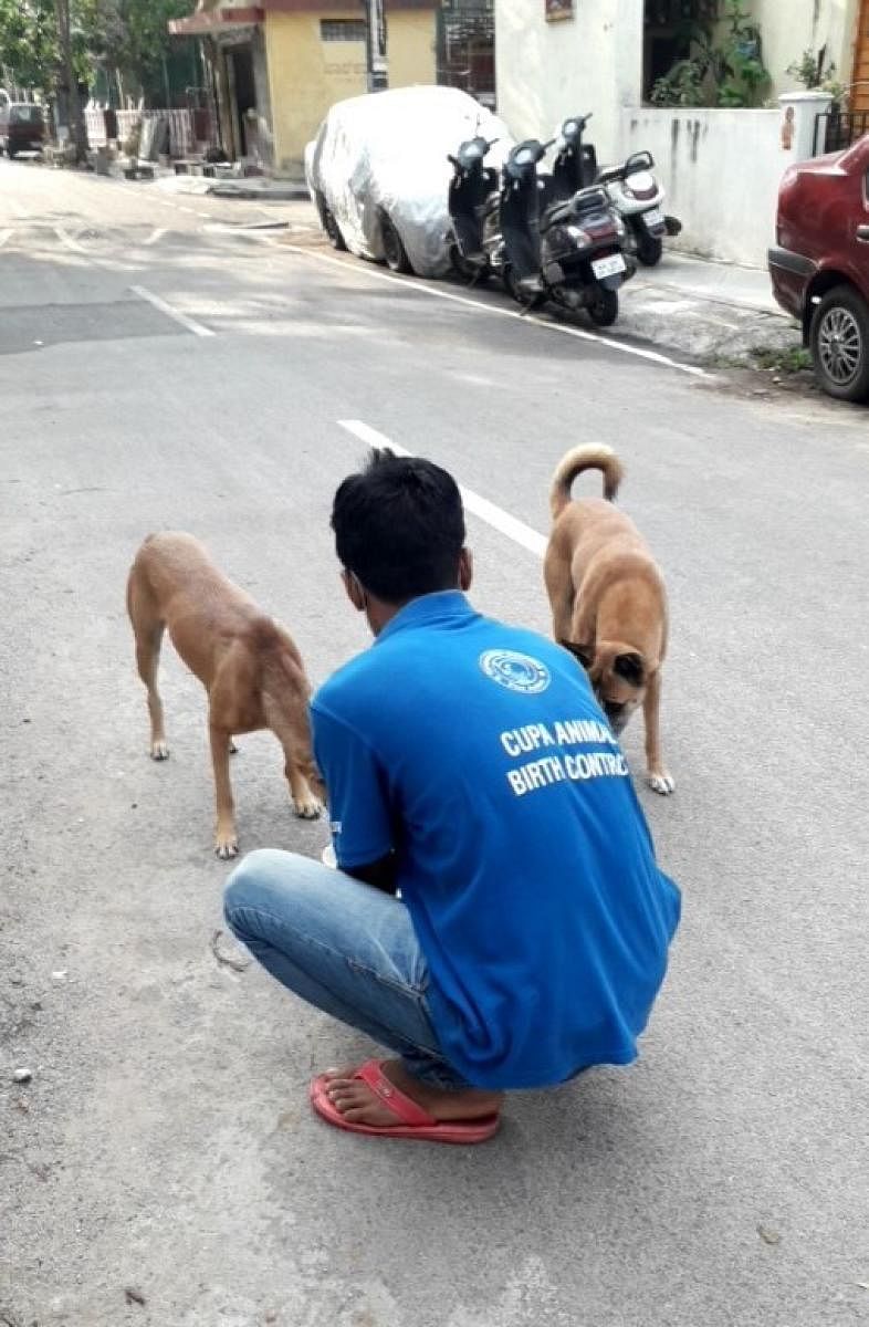 Stray dogs being fed in the city. Courtesy: CUPA