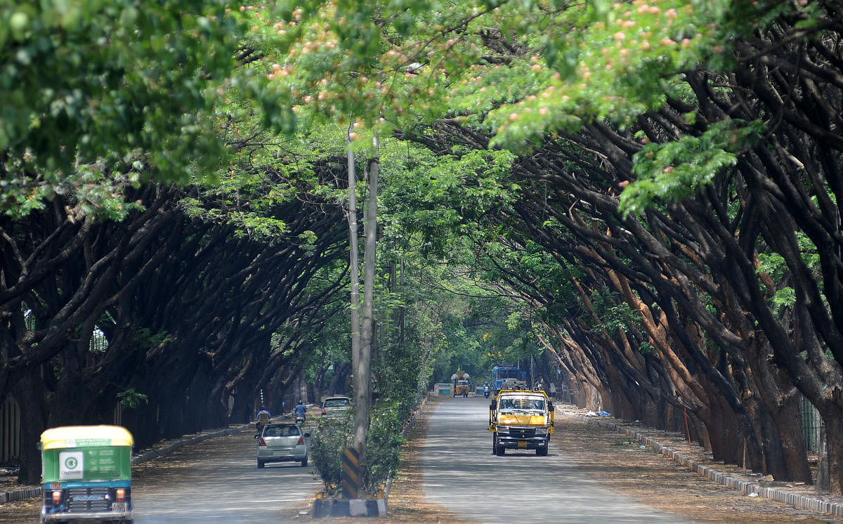 A view of tree covered Old Airport Road from Yemalur junction in Bengaluru on Friday. DH Photo/ Pushkar V