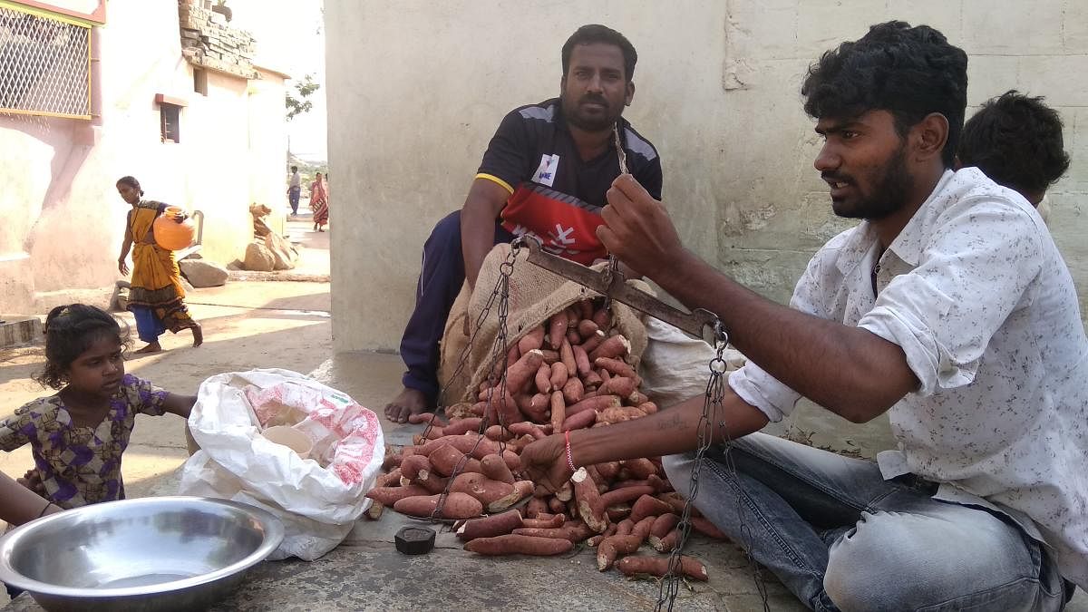 A villager in Yadgir district trades sweet potato for jowar. 