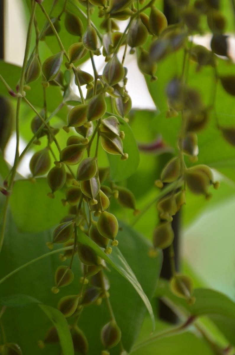 Purple yam vine. Photo by Krishna Prasad