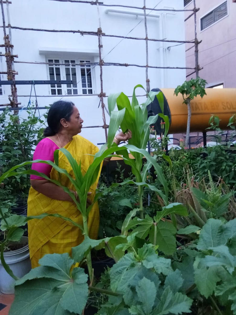 Indira Ashok Shah, a terrace gardener since 1982, tending to plants; a terrace garden in Bengaluru; the harvest of fruits and vegetables at various gardens during the lockdown. 