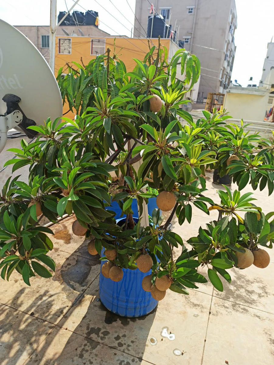 Chikkoo plant on Nagendra Bachulal's terrace garden in Bengaluru.