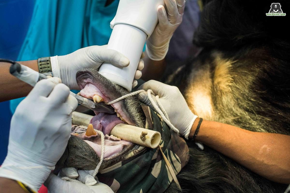 Veterinarians from Wildlife SOS perform a tooth-extraction procedure on Odum, a 22-year-old male sloth bear. Credit: Special arrangement
