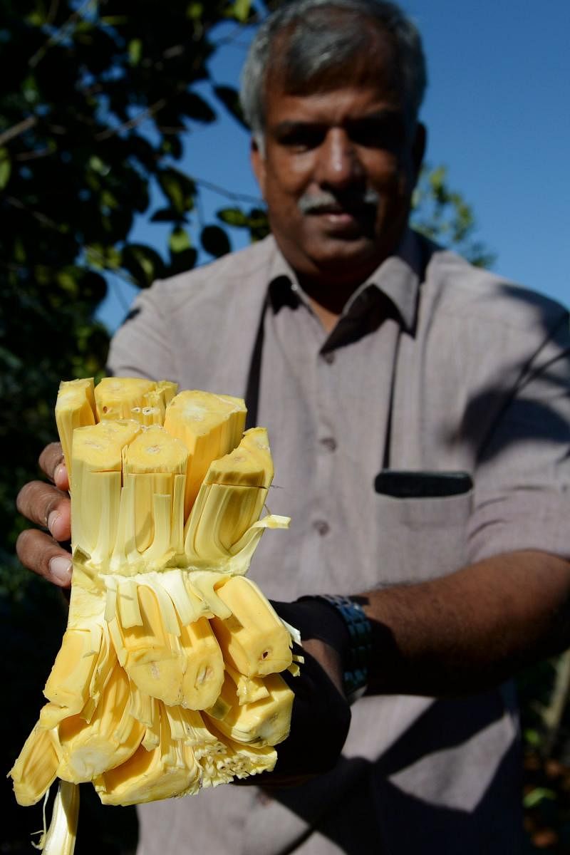 Varghese Tharakkan posing with ripe jackfruit at an orchard at his Ayur jackfruit farm in Thrissur in the south Indian state of Kerala.