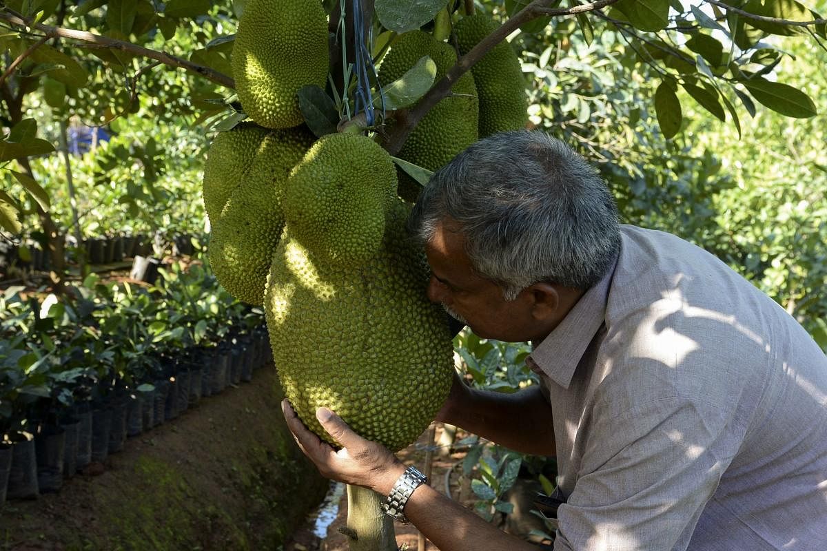 Varghese Tharakkan smelling a jackfruit to check its ripeness before harvesting at an orchard at his Ayur jackfruit farm in Thrissur in the south Indian state of Kerala.