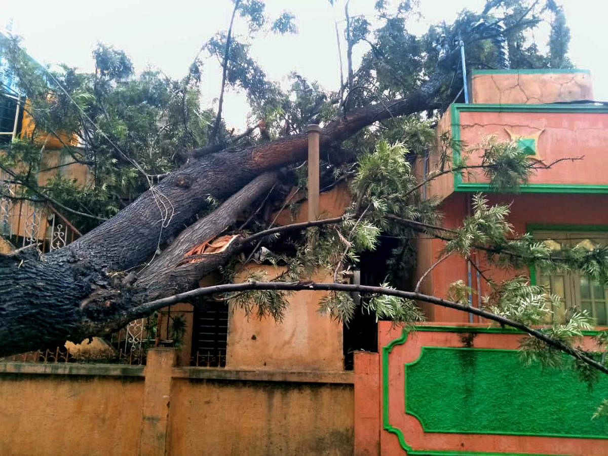 A huge tree fell on houses at Surabhi Layout in Yelahanka. Special arrangement