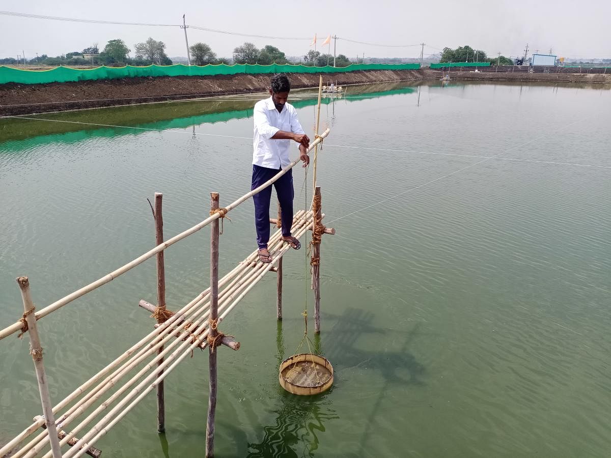 Prawn cultivation