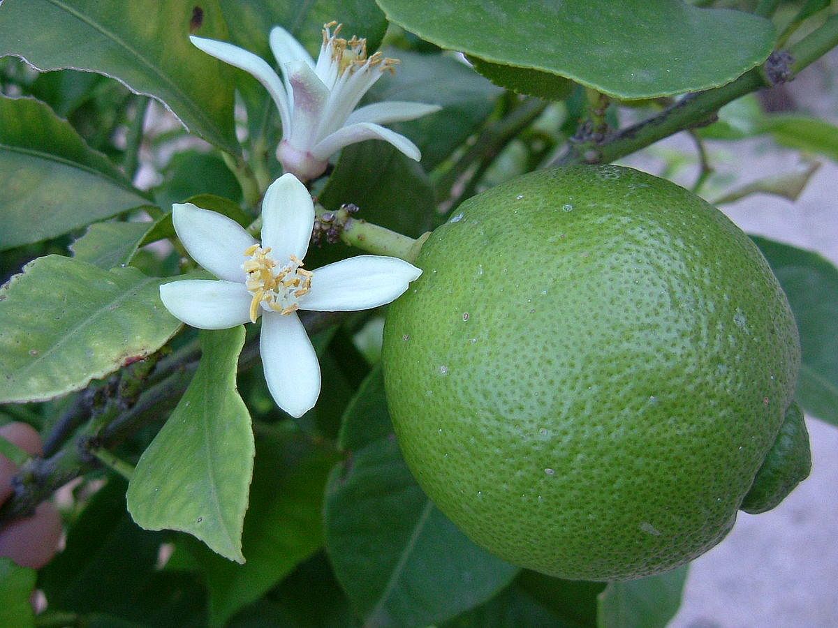 Lime flowers 