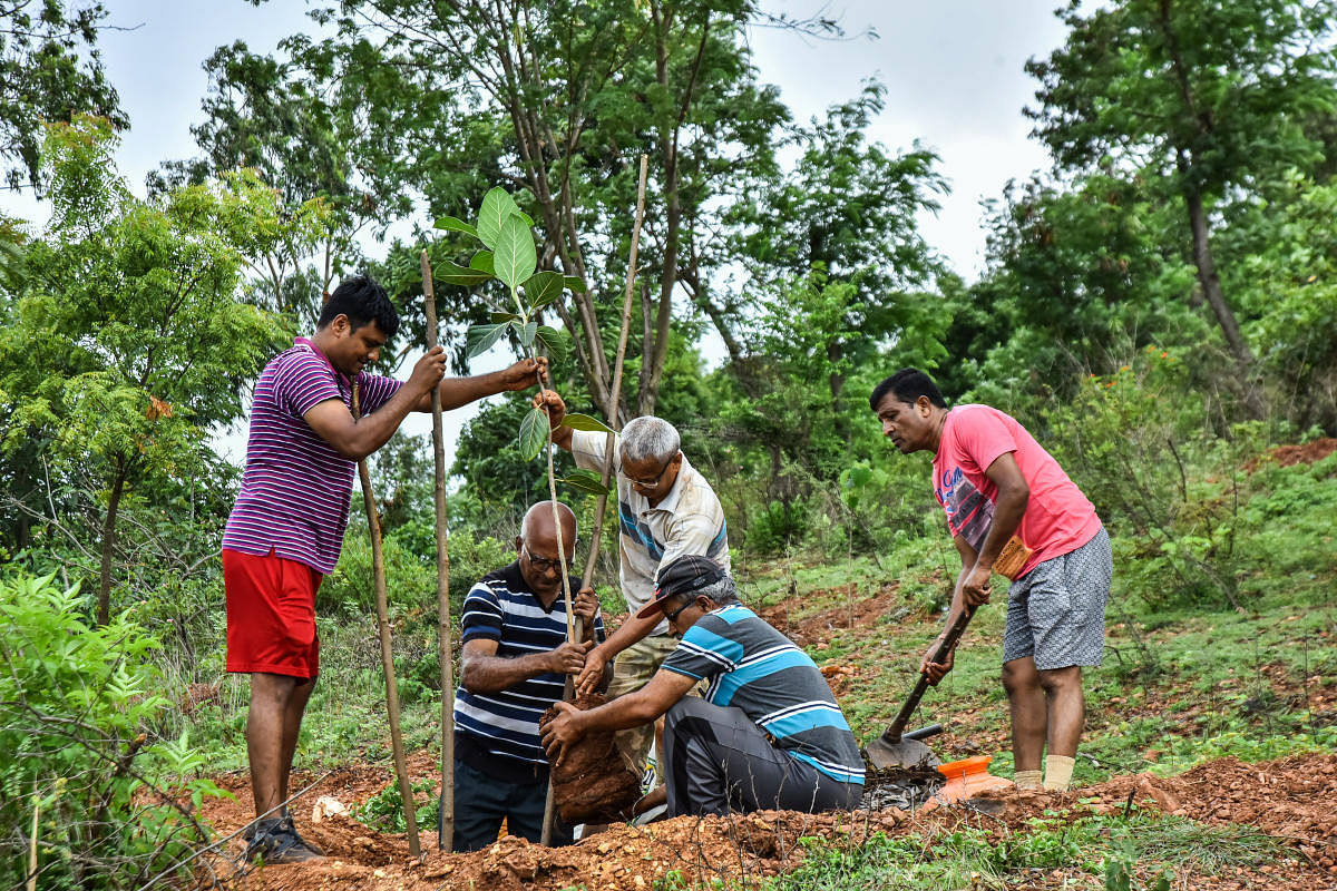 Planting saplings at Nrupatunga betta.